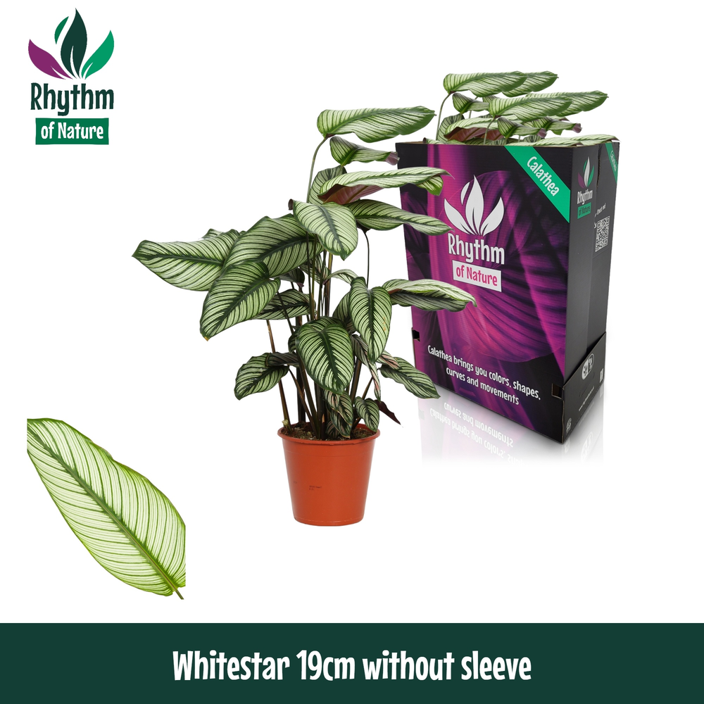 Calathea 19cm Whitestar Rhythm of Nature zonder ho.
