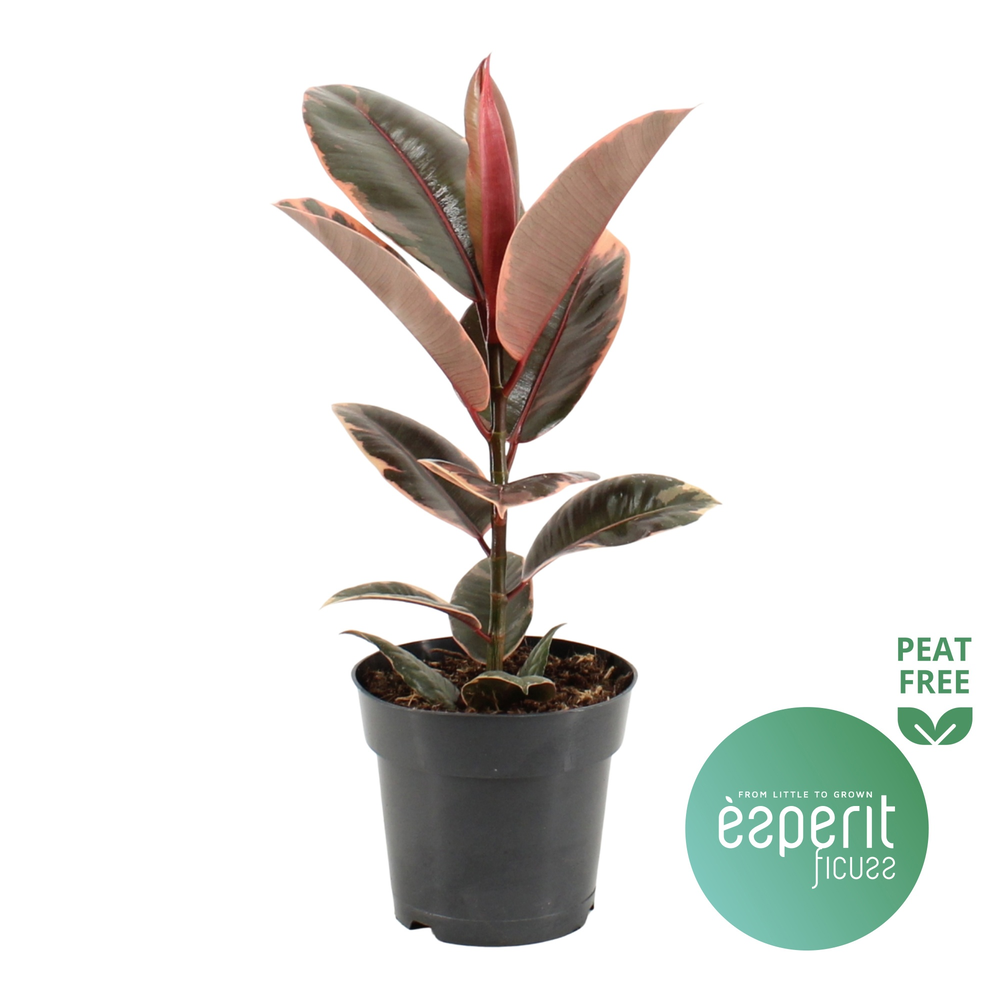 Ficus elastica Belize®.