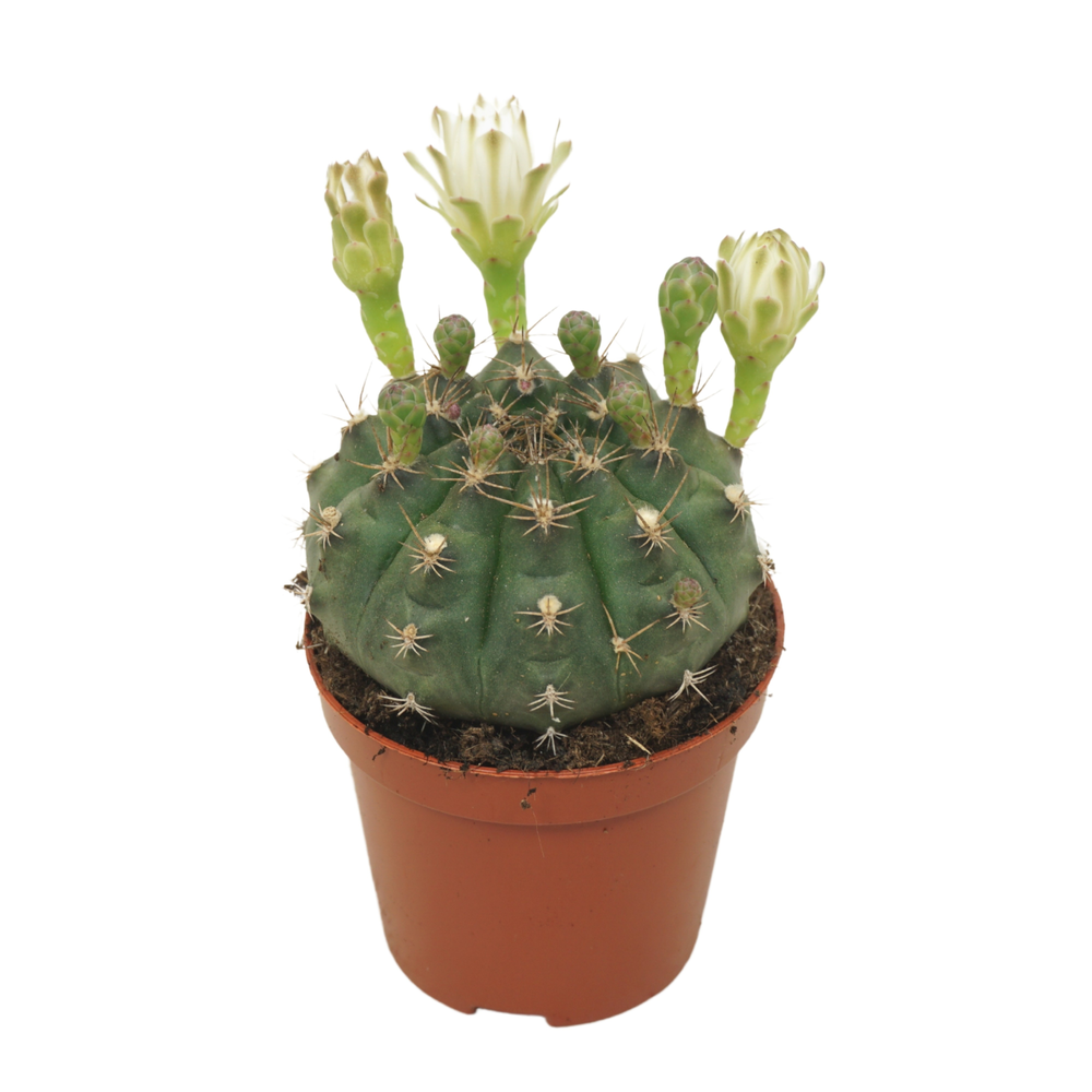 Gymnocalycium damsii 8,5 cm bloeiend.