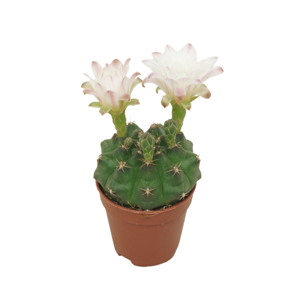 Gymnocalycium damsii 5,5 cm bloeiend.