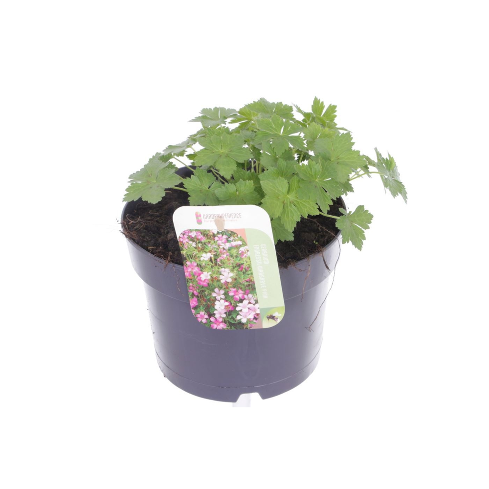 Geranium endressii Wargrave Pink.