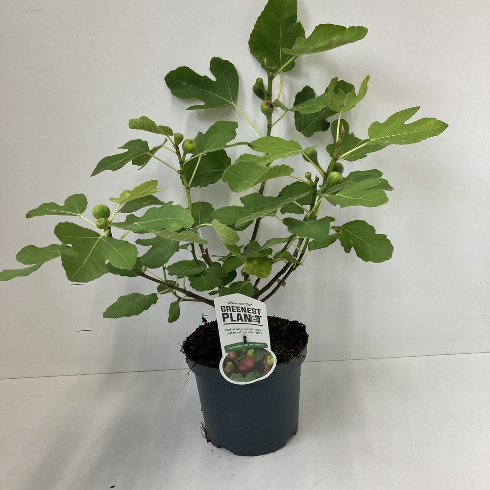 Ficus carica 'Del Portugallo'.