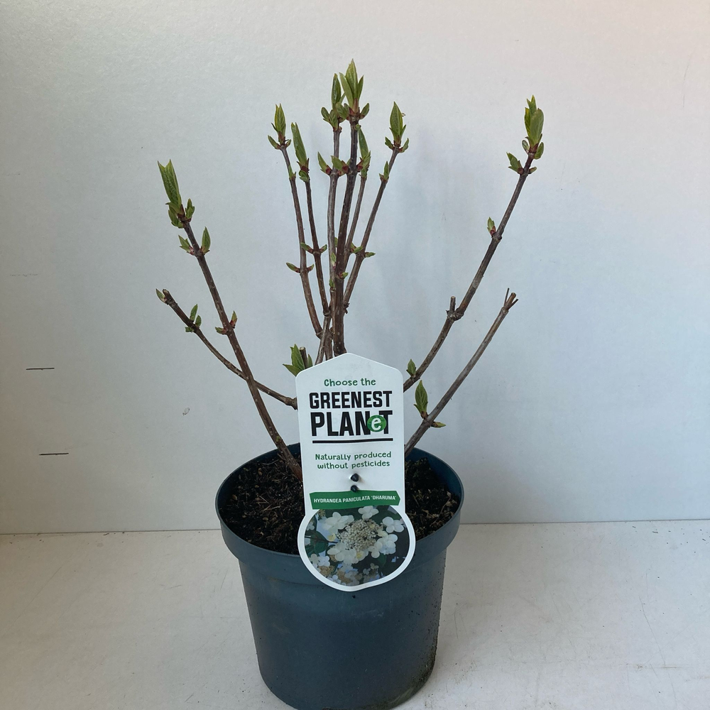 Hydrangea pan. ‘Dharuma’.
