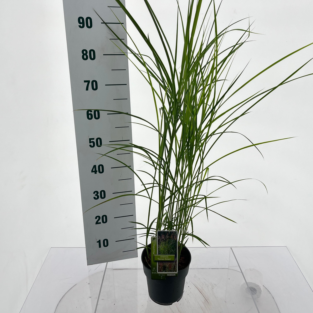 Miscanthus sin. 'Ferner Osten'.