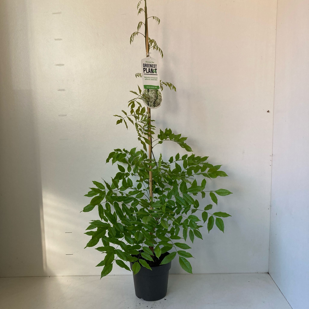 Wisteria sinensis 'Alba'.