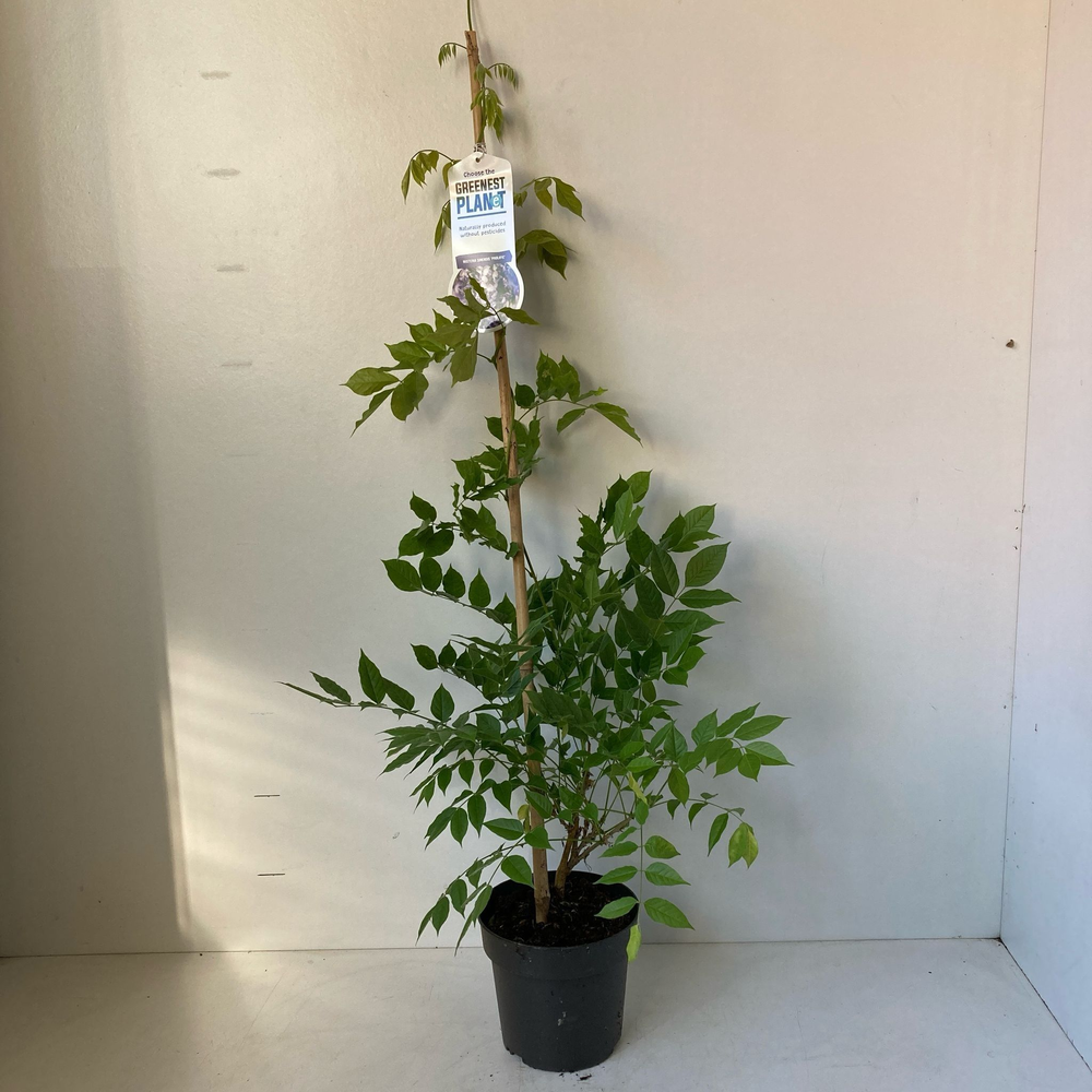Wisteria sinensis 'Prolific'.