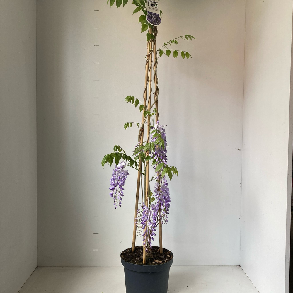 Wisteria sinensis 'Prolific' (piramide).