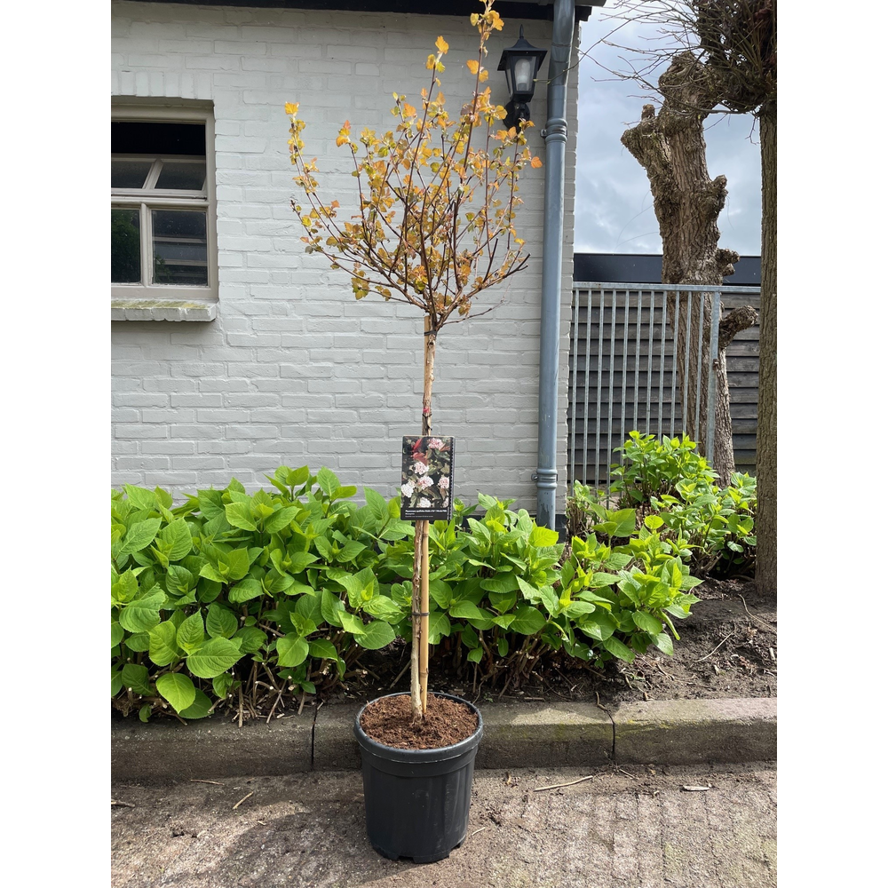 Physocarpus opulifolius Diable d'Or® ('Mindia'PBR).