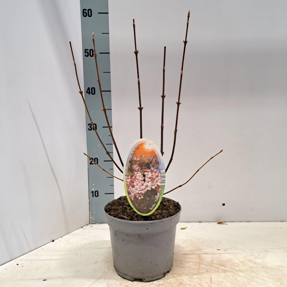 Viburnum bodnantense 'Dawn'.