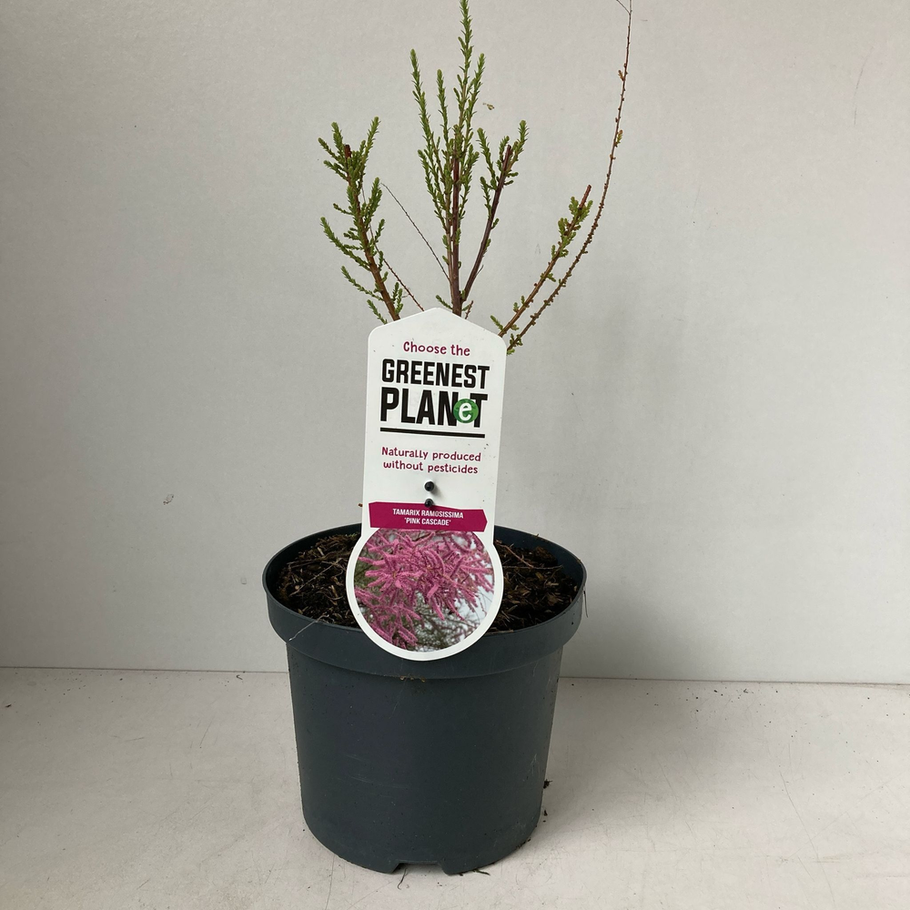 Tamarix ramosissima 'Pink Cascade'.