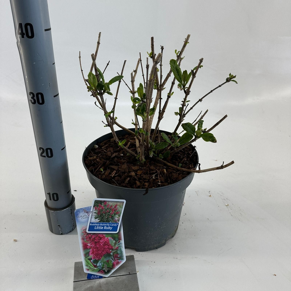 Buddleja d. Butt. Candy® Little Ruby ('BotEx 006'P.