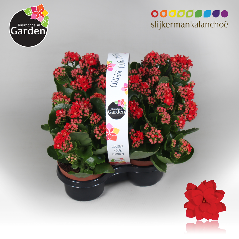 Garden Kalanchoe - Red 4-pack.