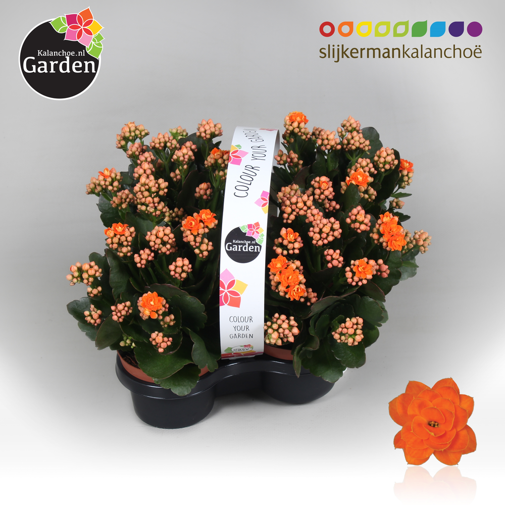 Garden Kalanchoe - Orange 4-pack.