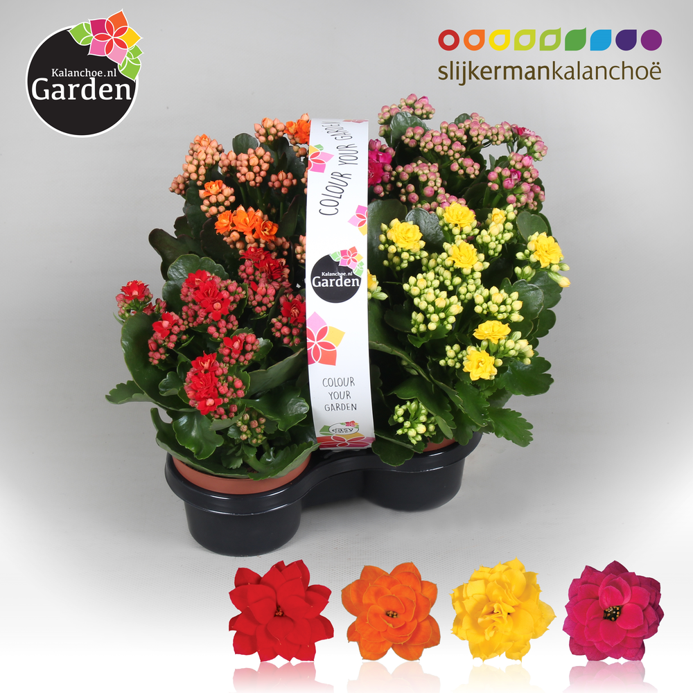 Garden Kalanchoe - Mix In Tray 4-pack.