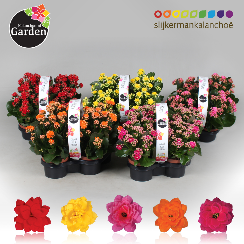 Garden Kalanchoe - Mix Op Laag 4-pack.