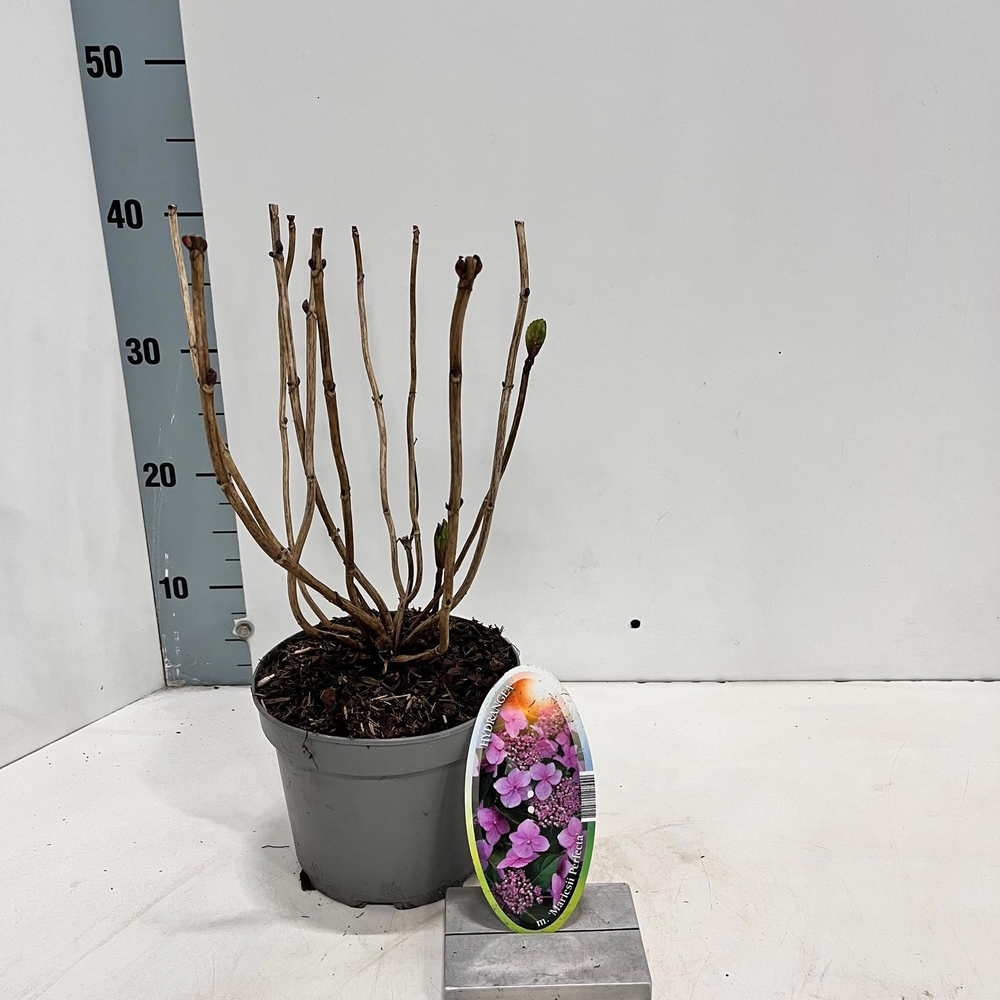 Hydrangea macr. 'Mariesii Perfecta’ ('Blue Wave').