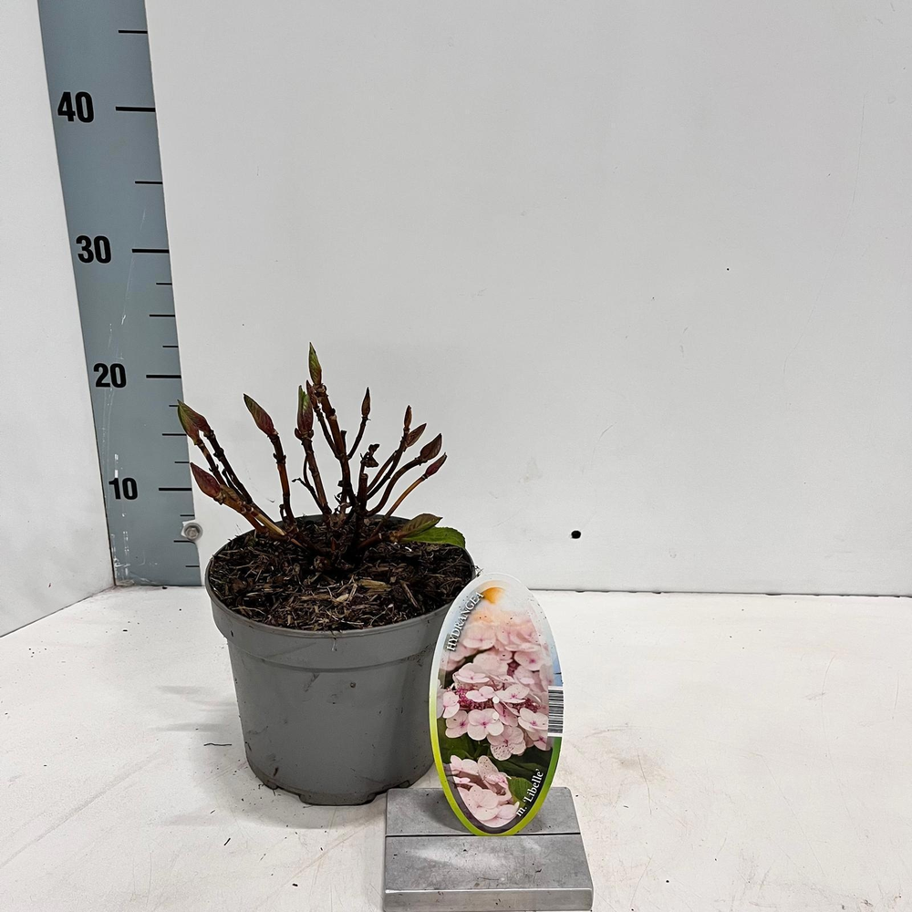 Hydrangea macr. 'Libelle' (Teller White).