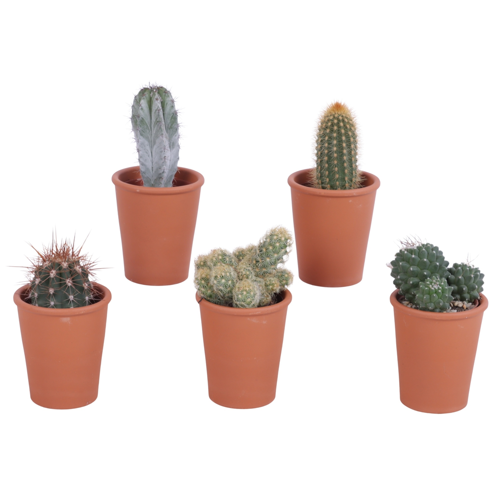 Cactus roodsteen vaas 5,5 cm.