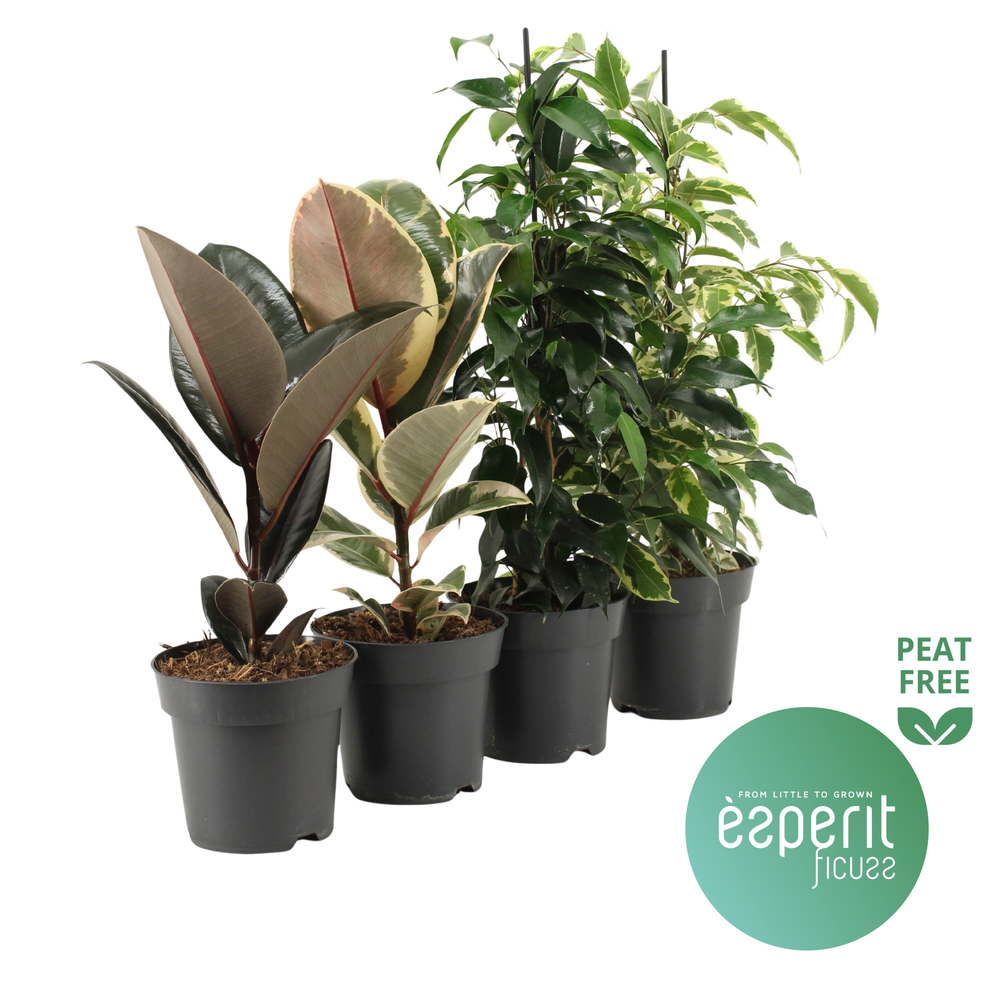 Ficus Ficuss Mix 3-4 srt.