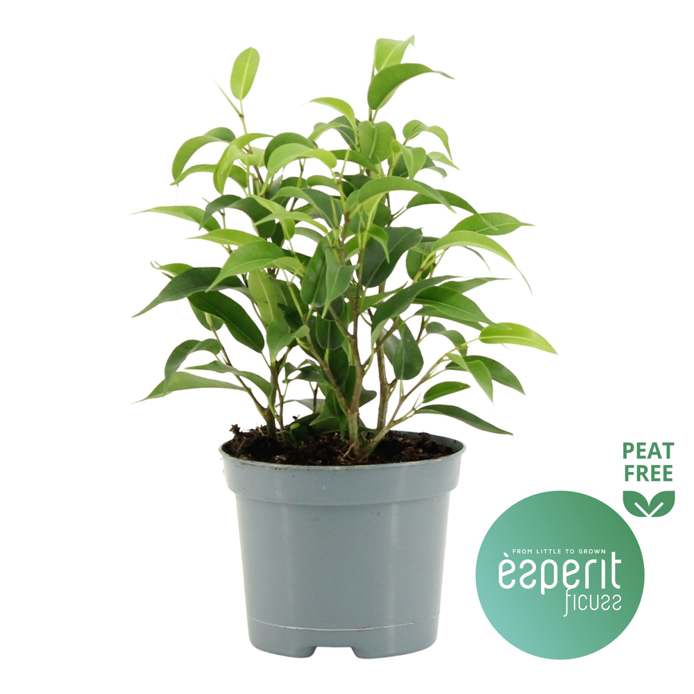 Ficus benjamina Natasja.