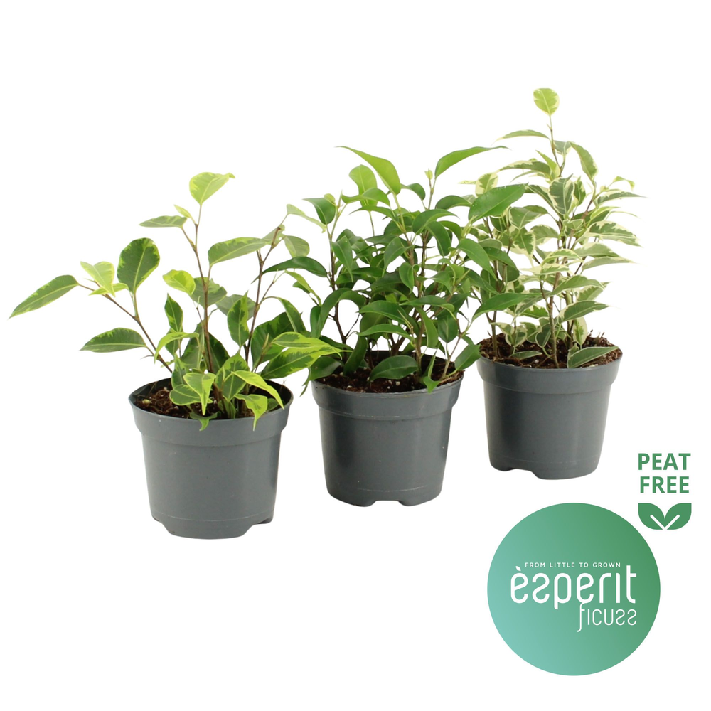 Ficus benjamina Royal Mix 2 srt.