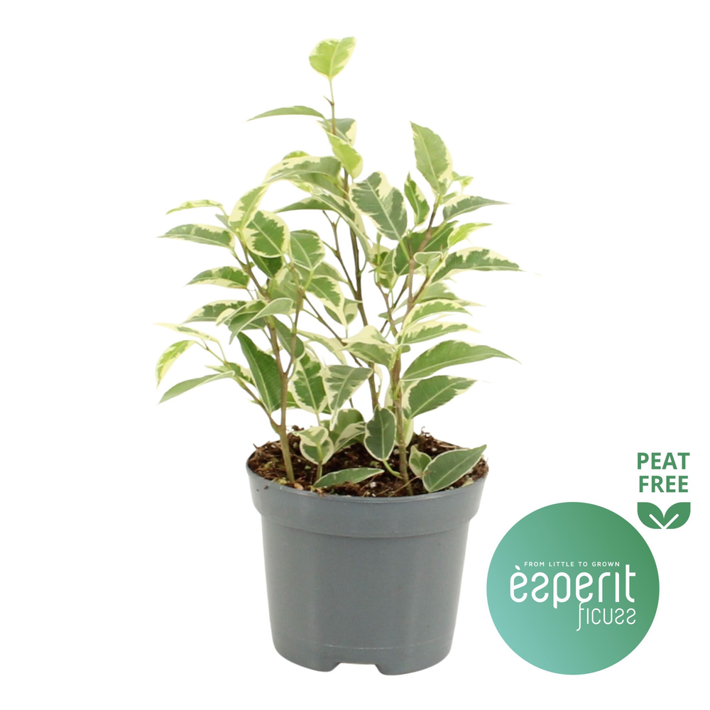 Ficus benjamina Petite Samantha®.