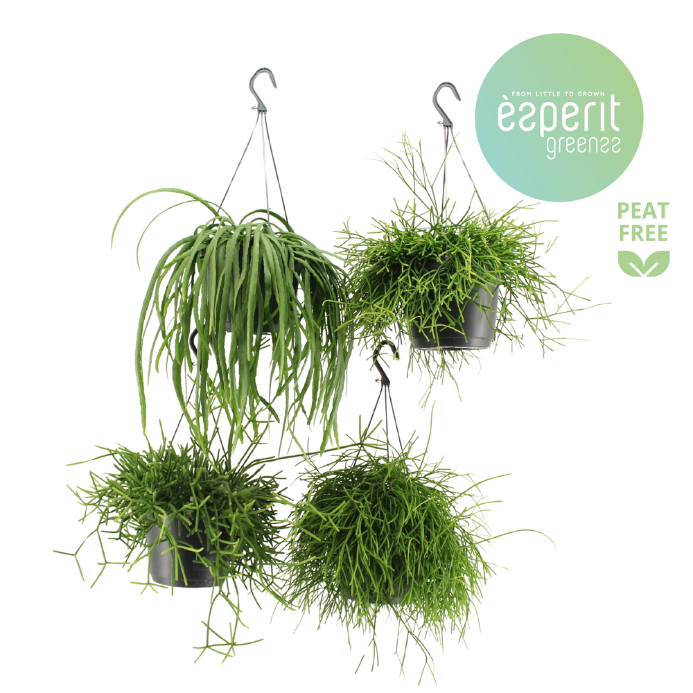 Rhipsalis Mix hangpot.
