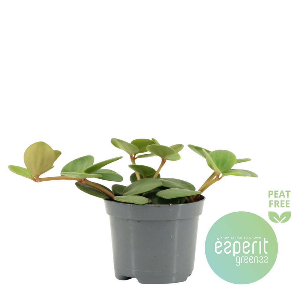Peperomia Hope.