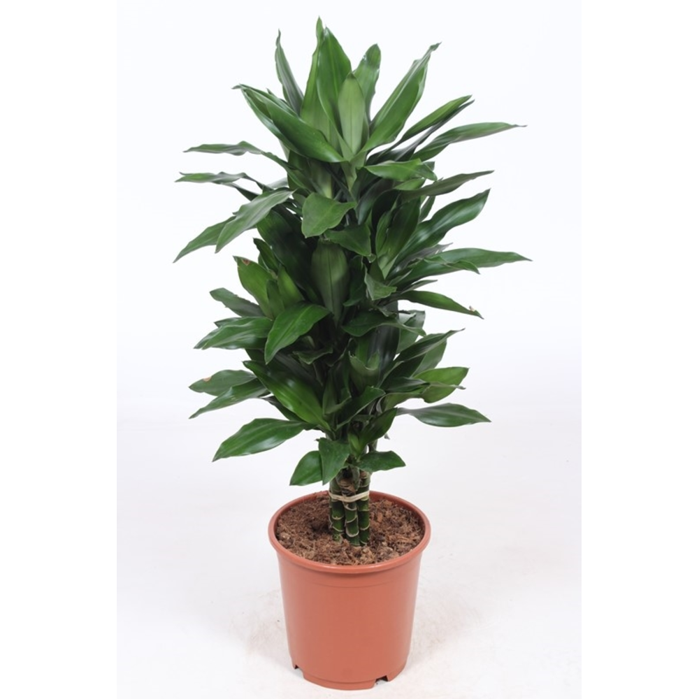 Dracaena Janet Lind.