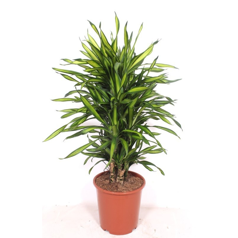 Dracaena Riki.