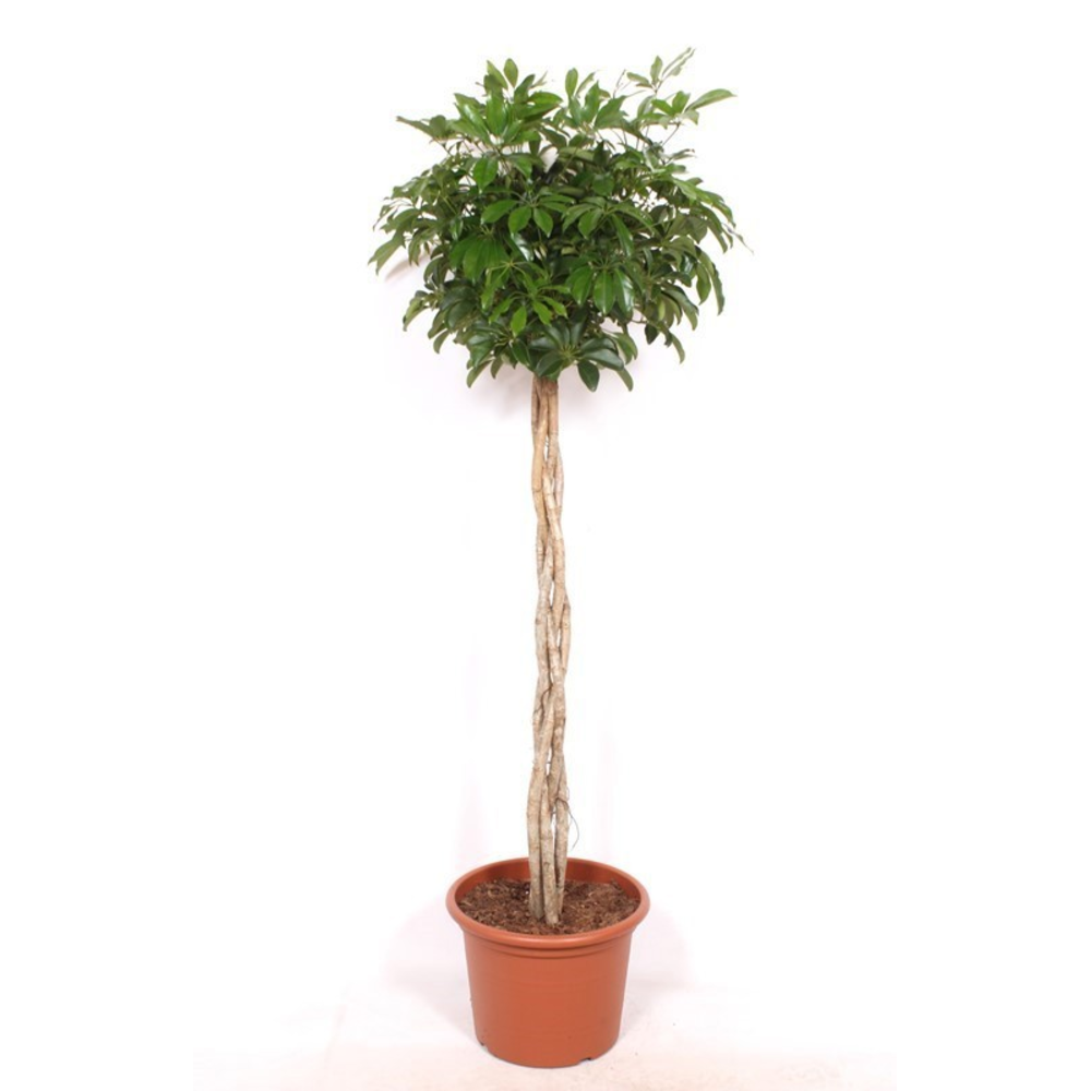 Schefflera arboricola 'Compacta'.