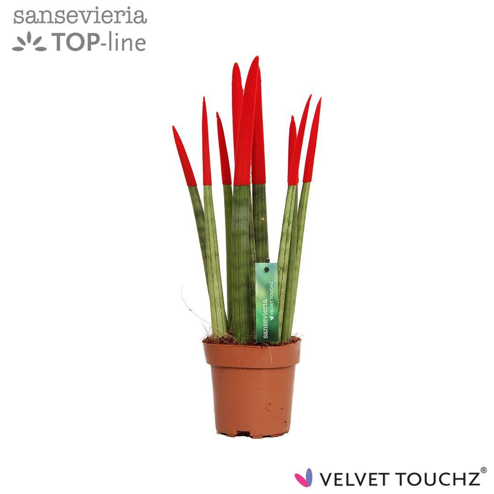 Sansevieria VELVET TOUCHZ® Rood.