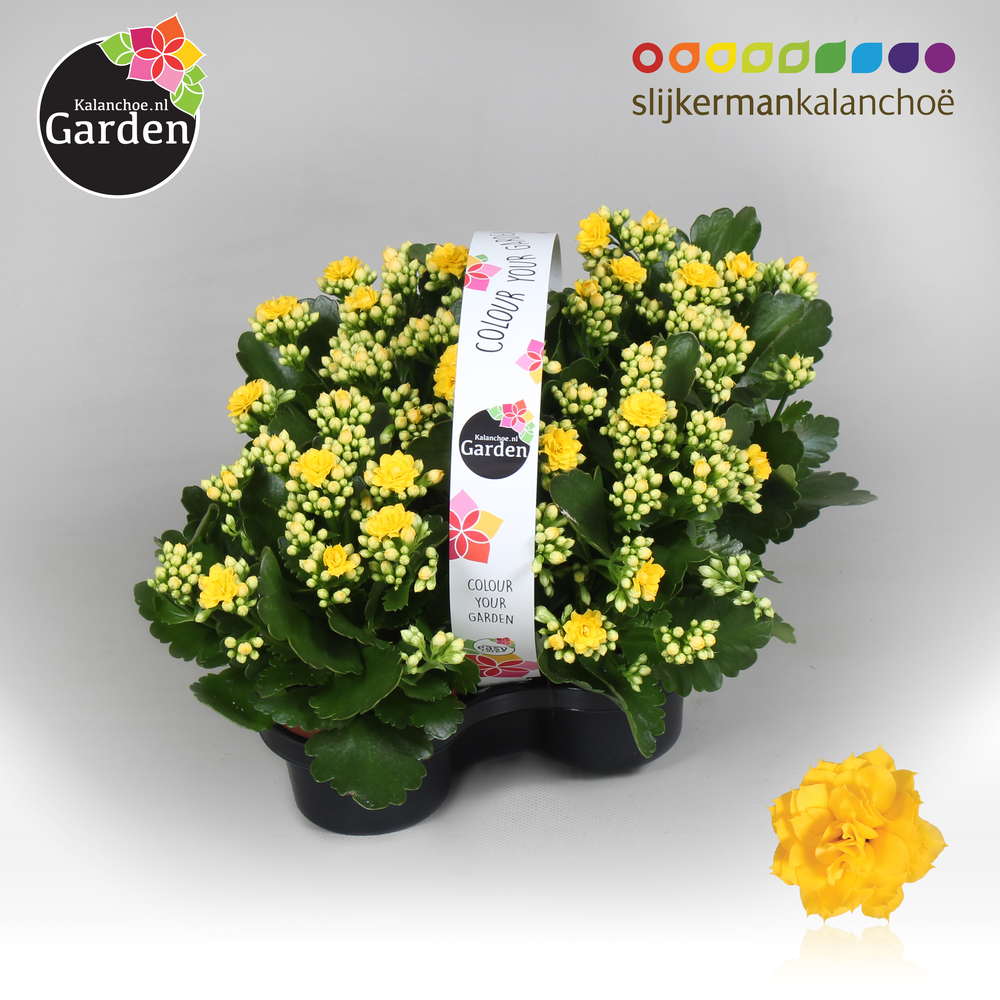 Garden Kalanchoe - Yellow 4-pack.