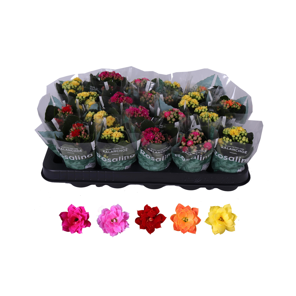 Kalanchoe Rosalina 06cm mix.