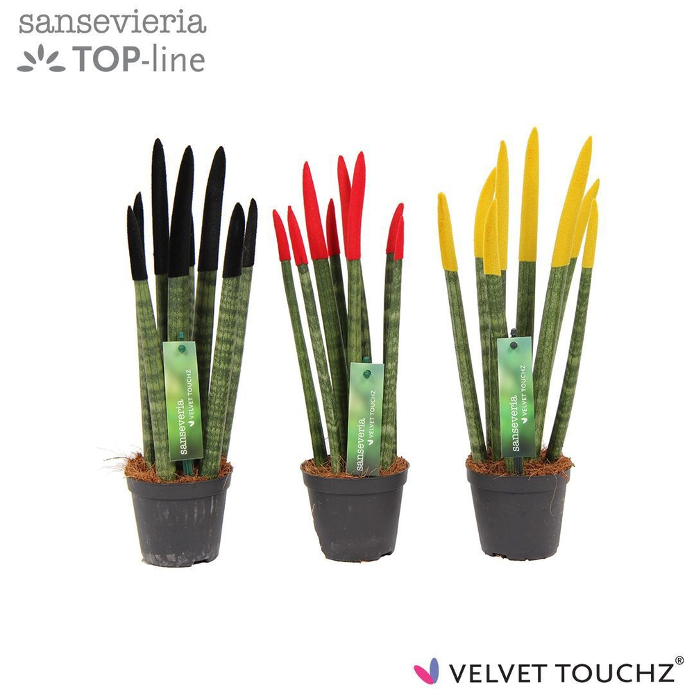 Sansevieria VELVET TOUCHZ® Duitsland/Belgie.