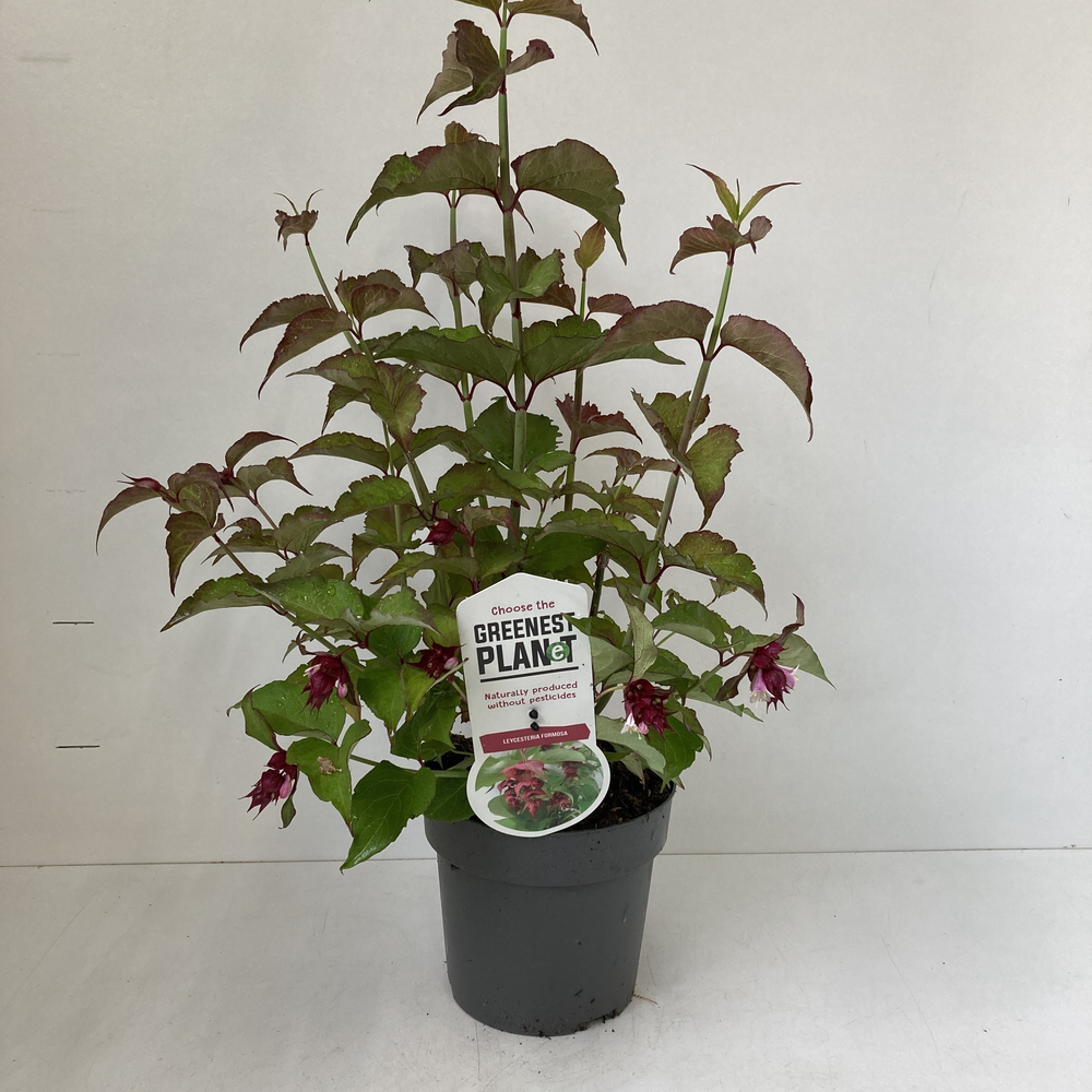 Leycesteria formosa.