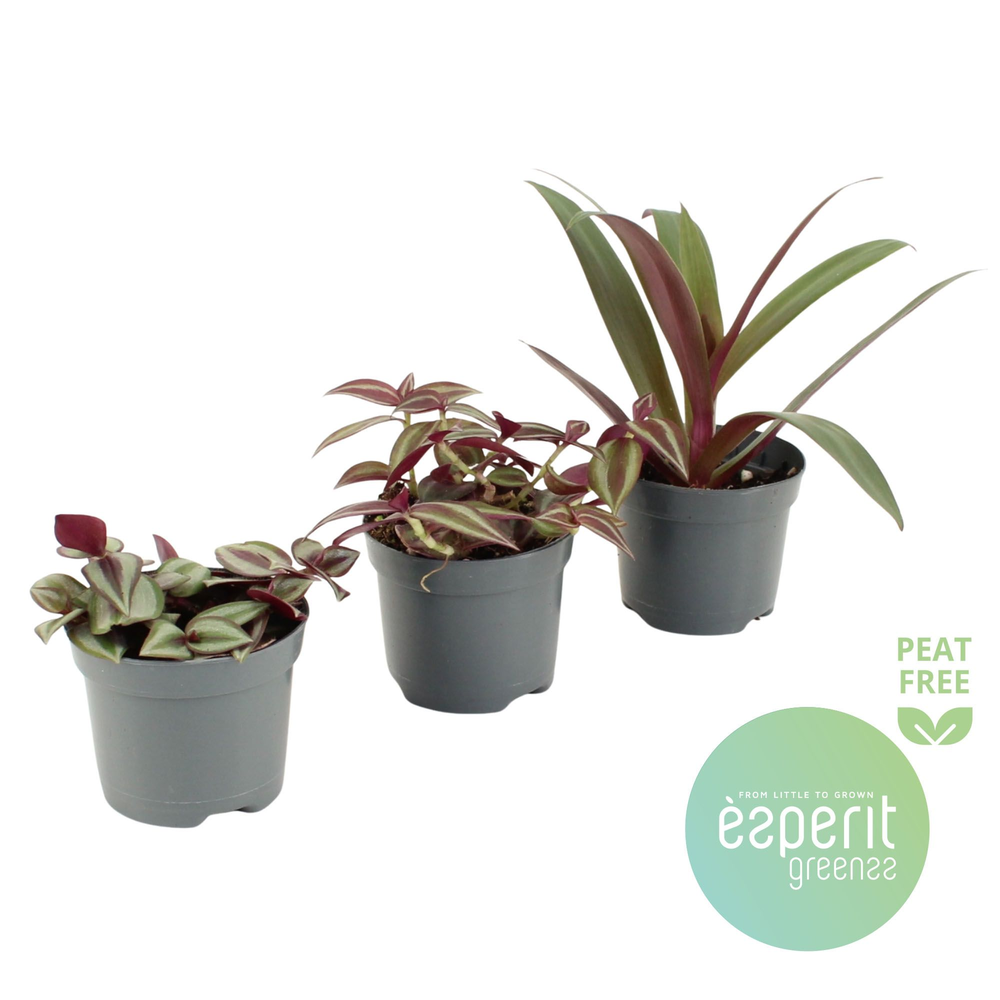 Tradescantia Mix 3-4 srt.