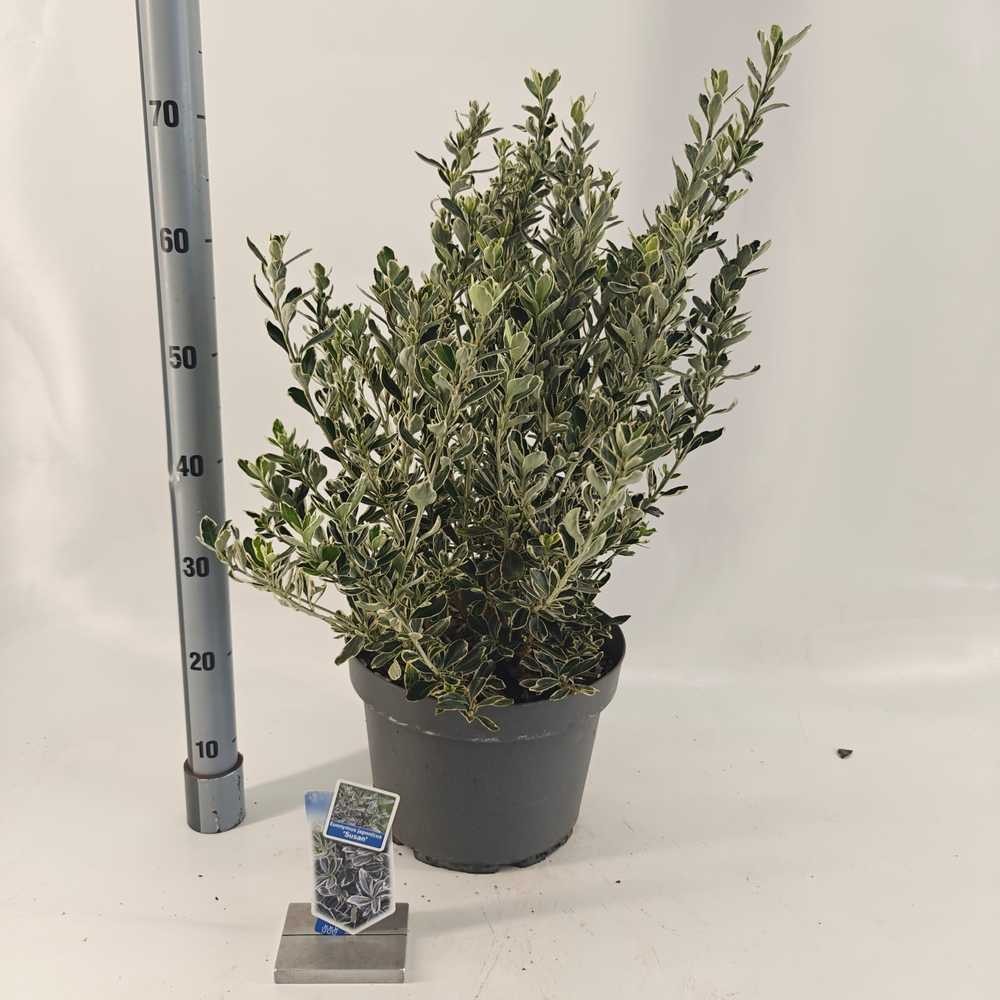 Euonymus jap. 'Susan'.