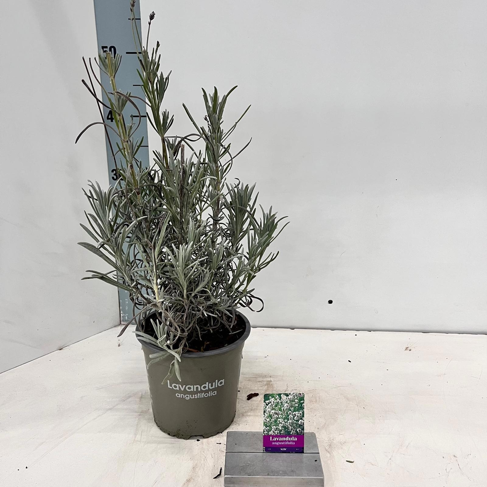 Lavandula angustifolia 'Alba'.