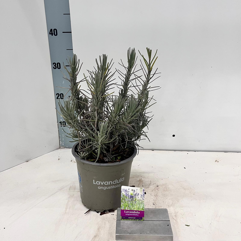 Lavandula angustifolia 'Munstead'.