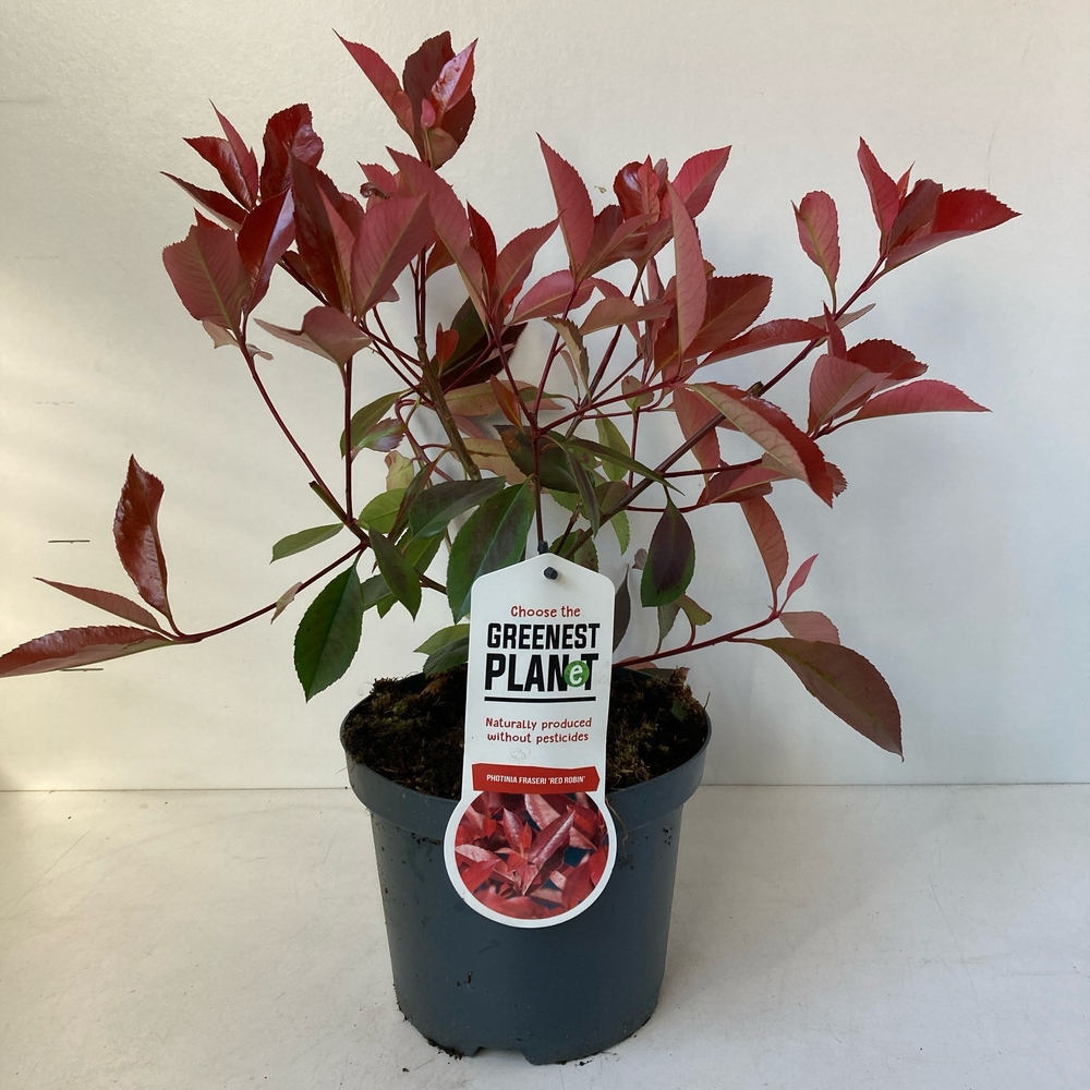 Photinia fraseri 'Red Robin'.