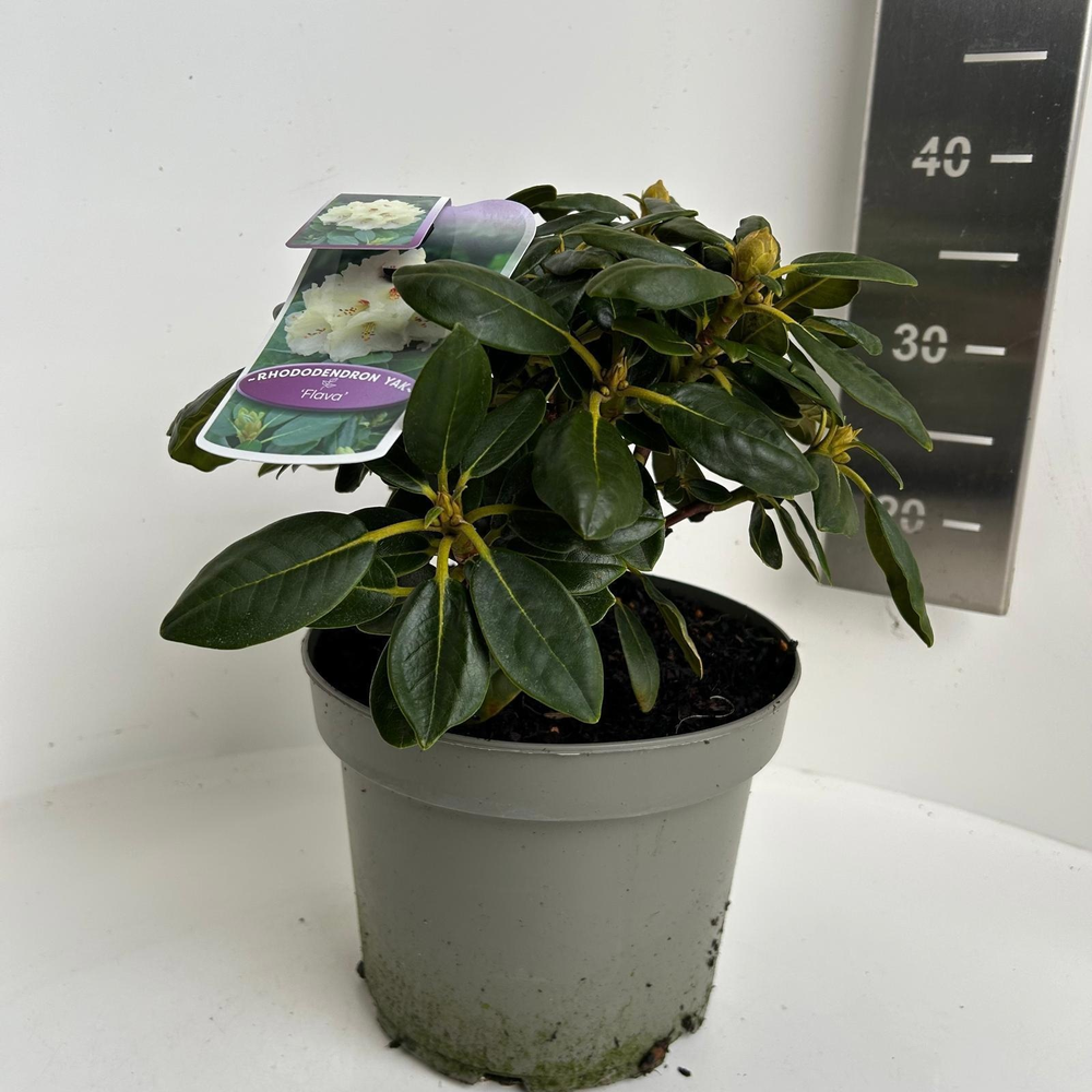Rhododendron (Y) 'Flava'.