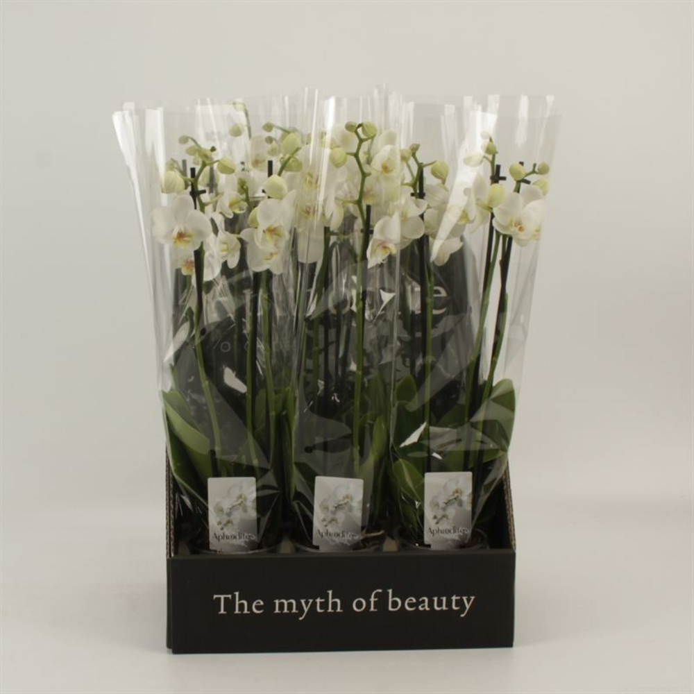 Phalaenopsis overig wit 3 tak wit in displaybox.