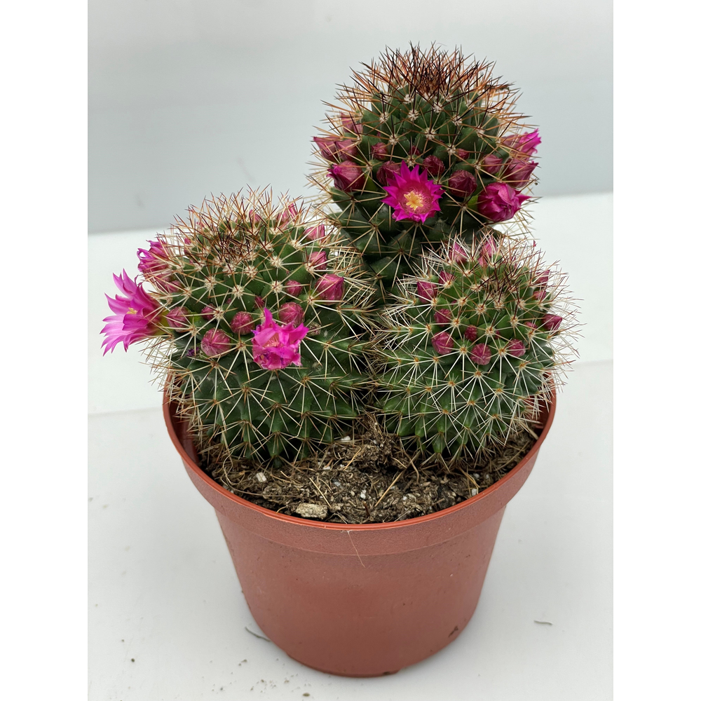 Cactus Bloei 10.5 cm.