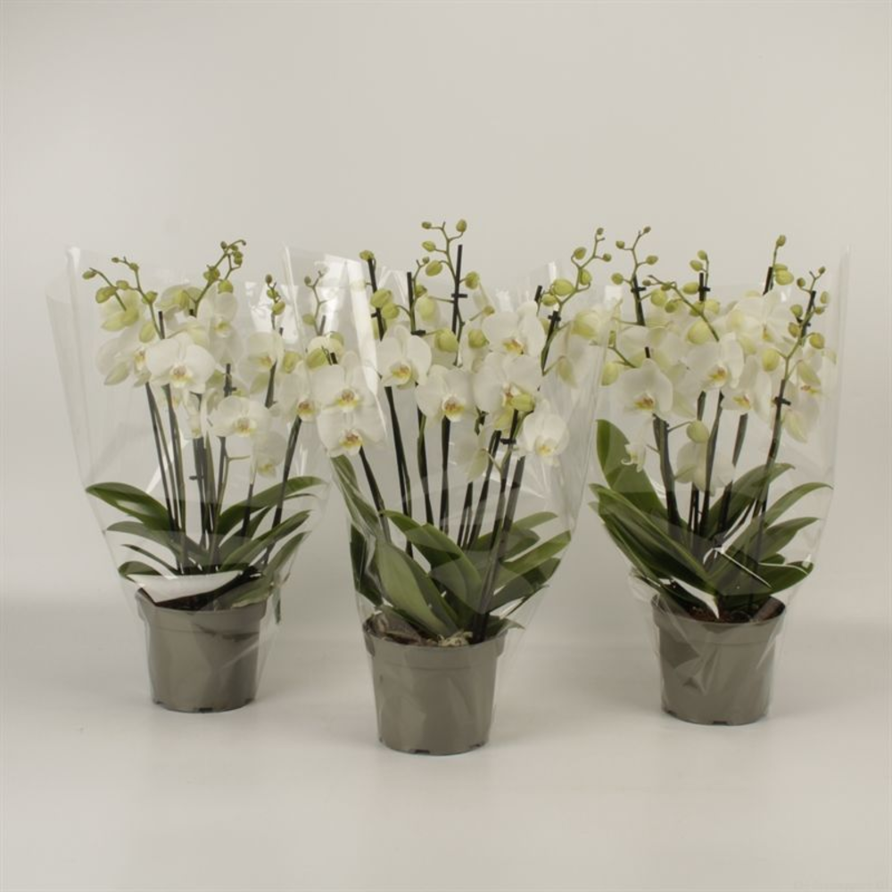 Phalaenopsis overig wit 8 tak wit in grijze kweekp.