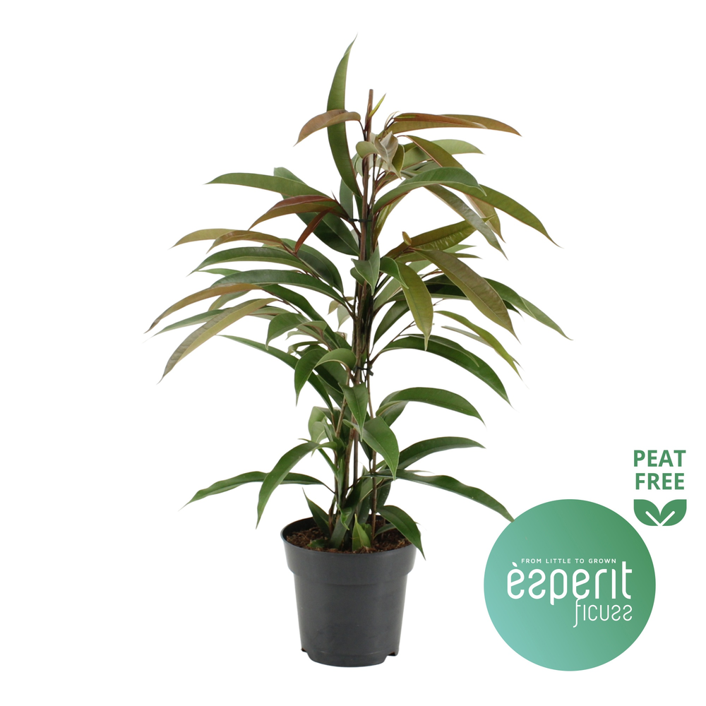 Ficus binnendijkii Amstel King.