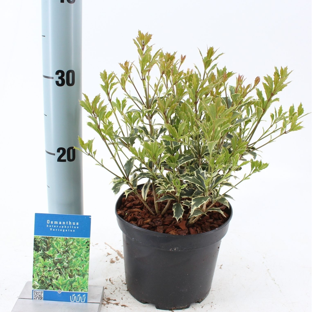 Osmanthus heterophyllus 'Variegatus'.