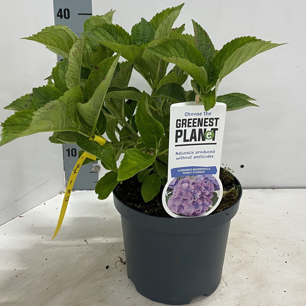 Hydrangea macr. ‘Renate Steiniger’.