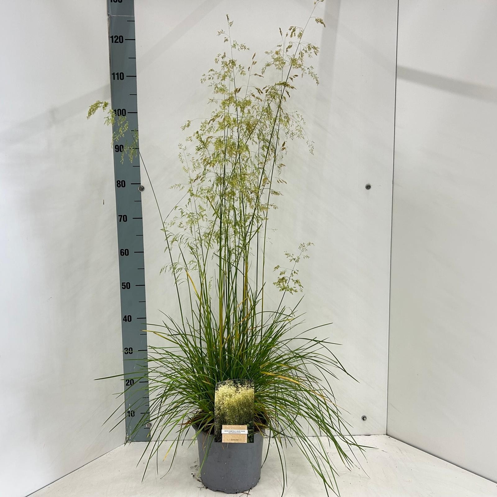 Deschampsia cespitosa 'Goldschleier'.