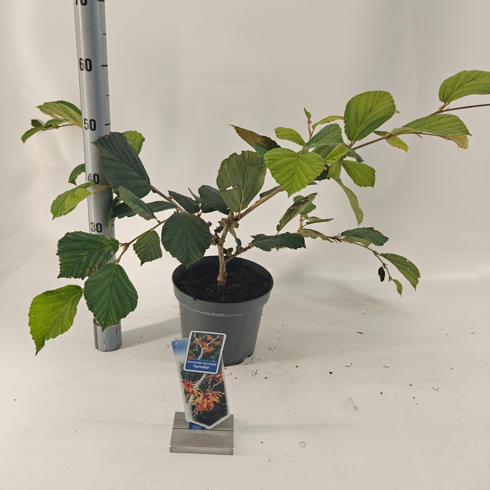 Hamamelis int. 'Aphrodite'.